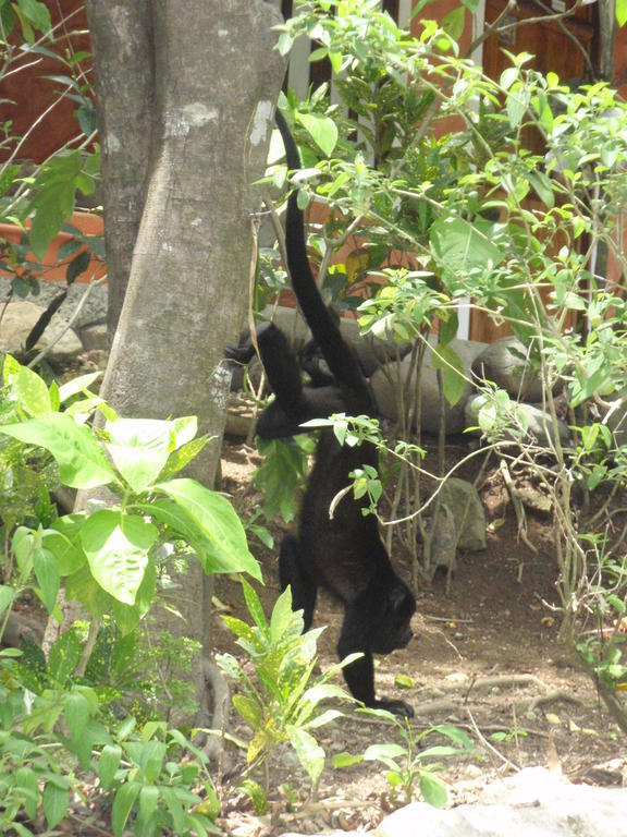 Pachamama Tropical Garden Lodge 马尔帕伊斯 外观 照片