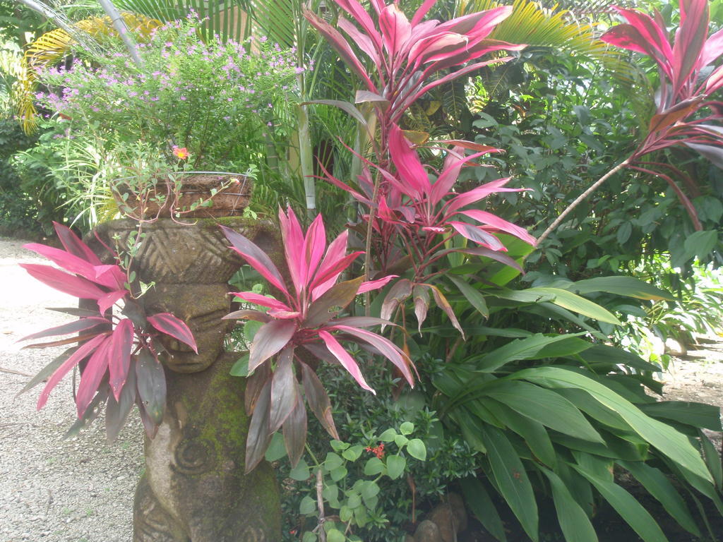Pachamama Tropical Garden Lodge 马尔帕伊斯 外观 照片